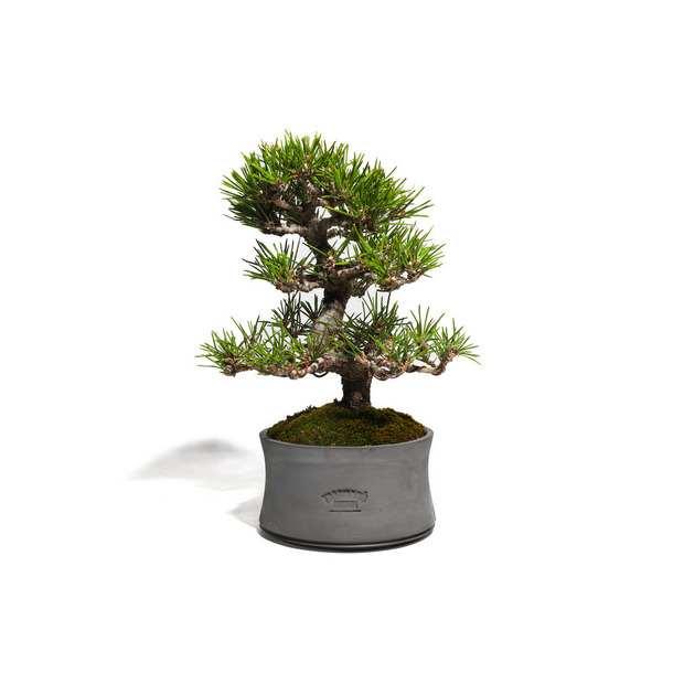 黒松　-Japanese black pine-　（推定樹齢30年）